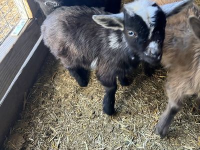 Nigerian Dwarf Bottle Babies