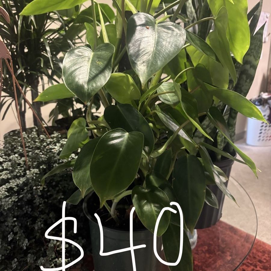 PLANTS FOR SALE