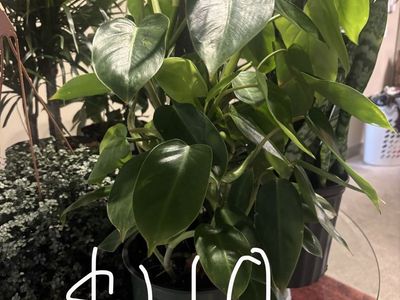 PLANTS FOR SALE