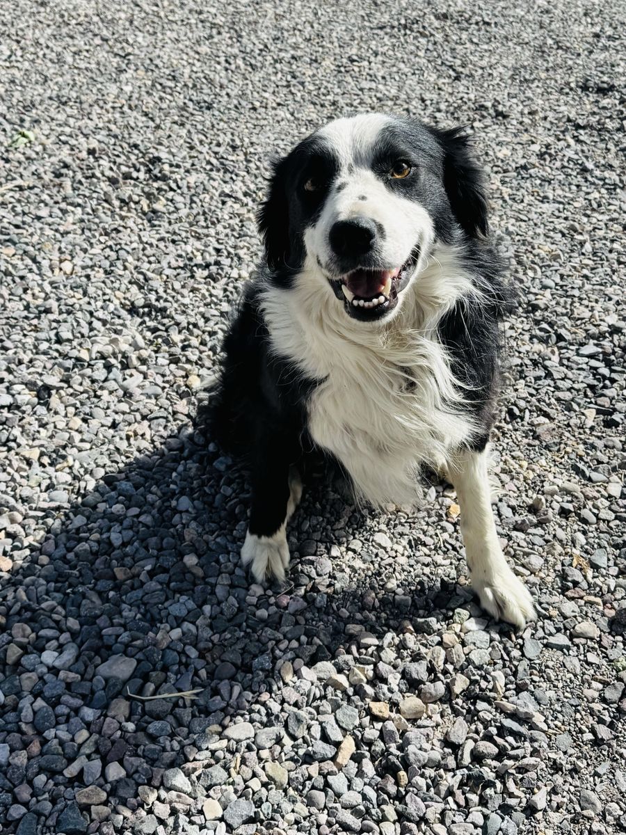 Collie , Border Collie ( Chill, loving , 4yr old fixed male)