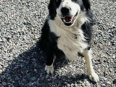 Collie , Border Collie ( Chill, loving , 4yr old fixed male)