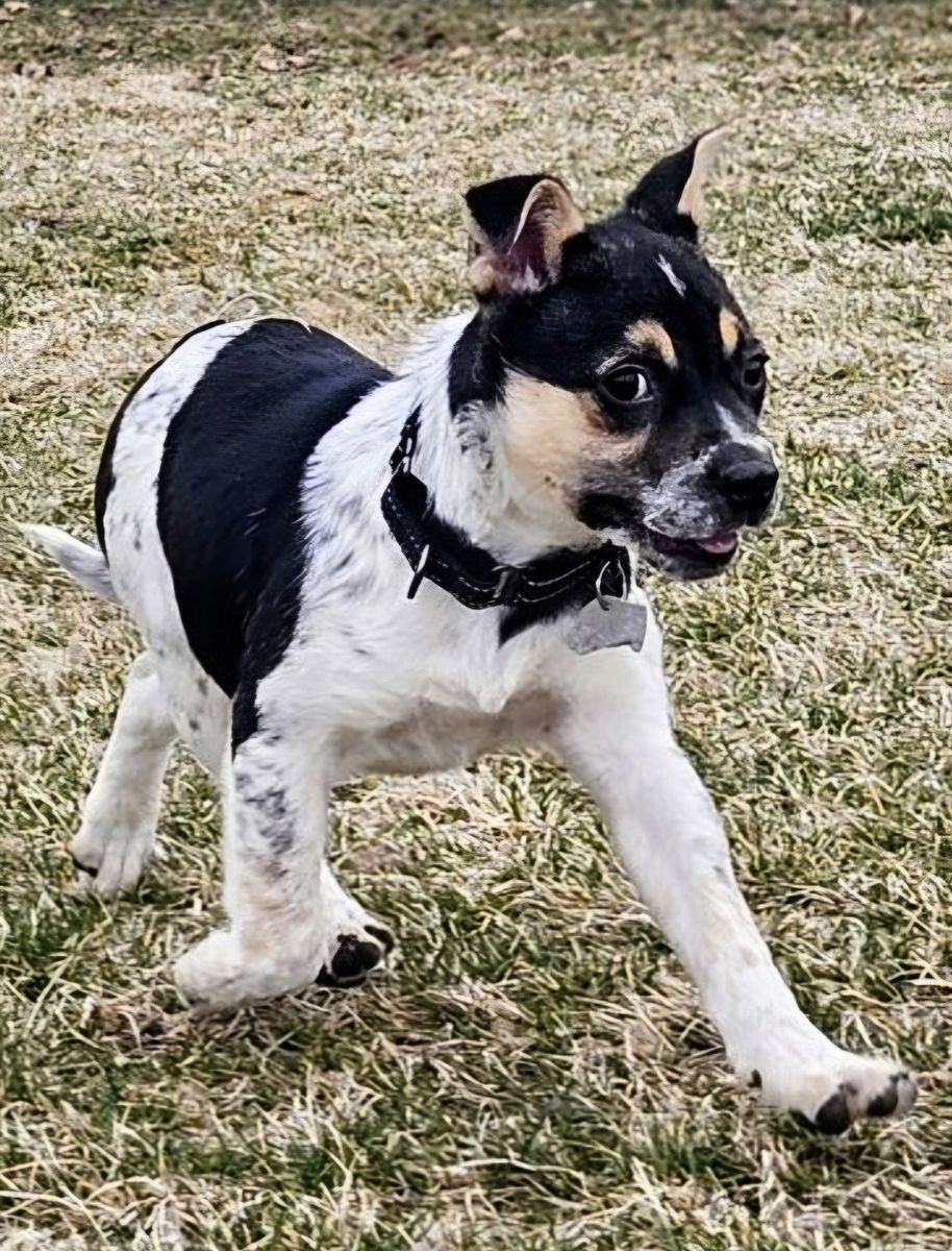 Australian Cattle mix puppy looking for a home