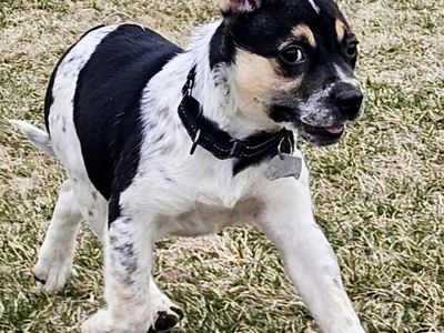 Australian Cattle mix puppy looking for a home