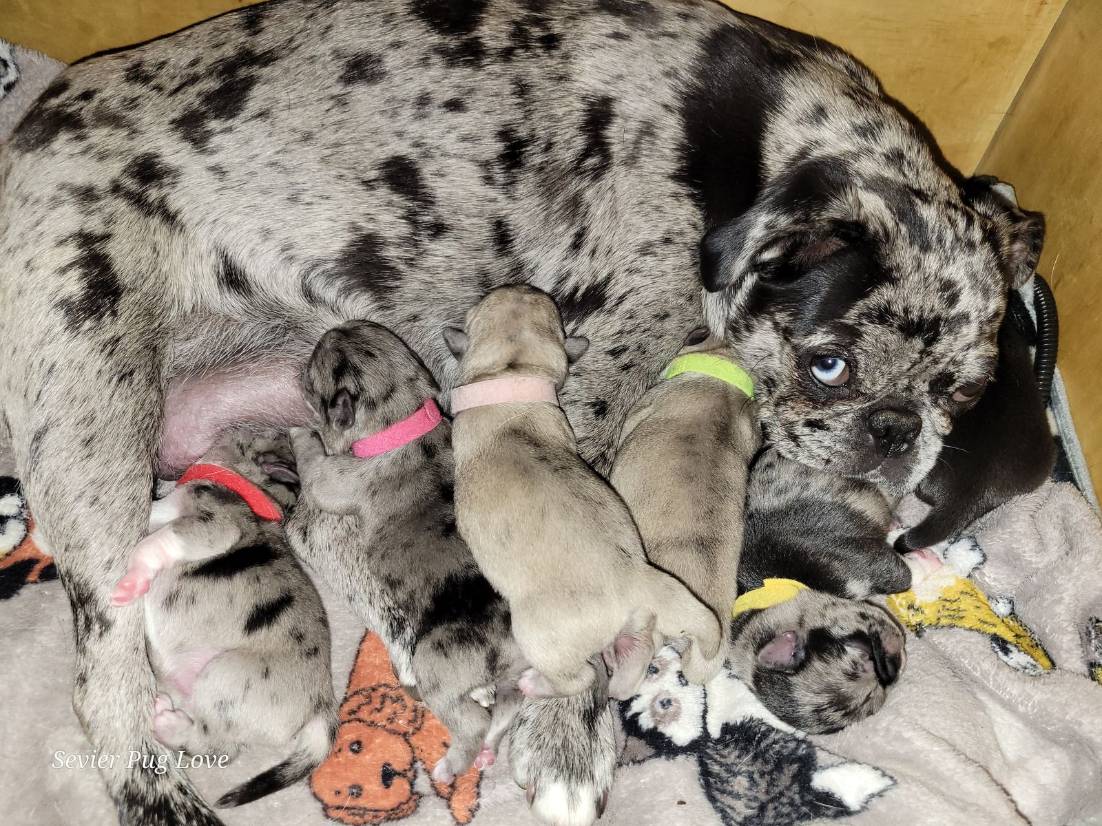 Rare & Exotic Pure Bred Pug Puppies