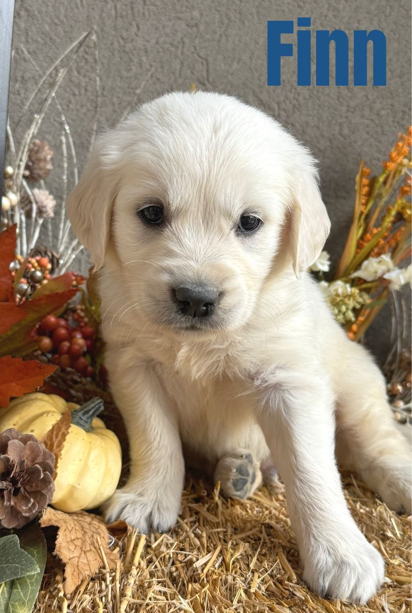 English Cream Golden Retriever Puppies !