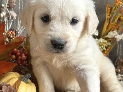English Cream Golden Retriever Puppies !