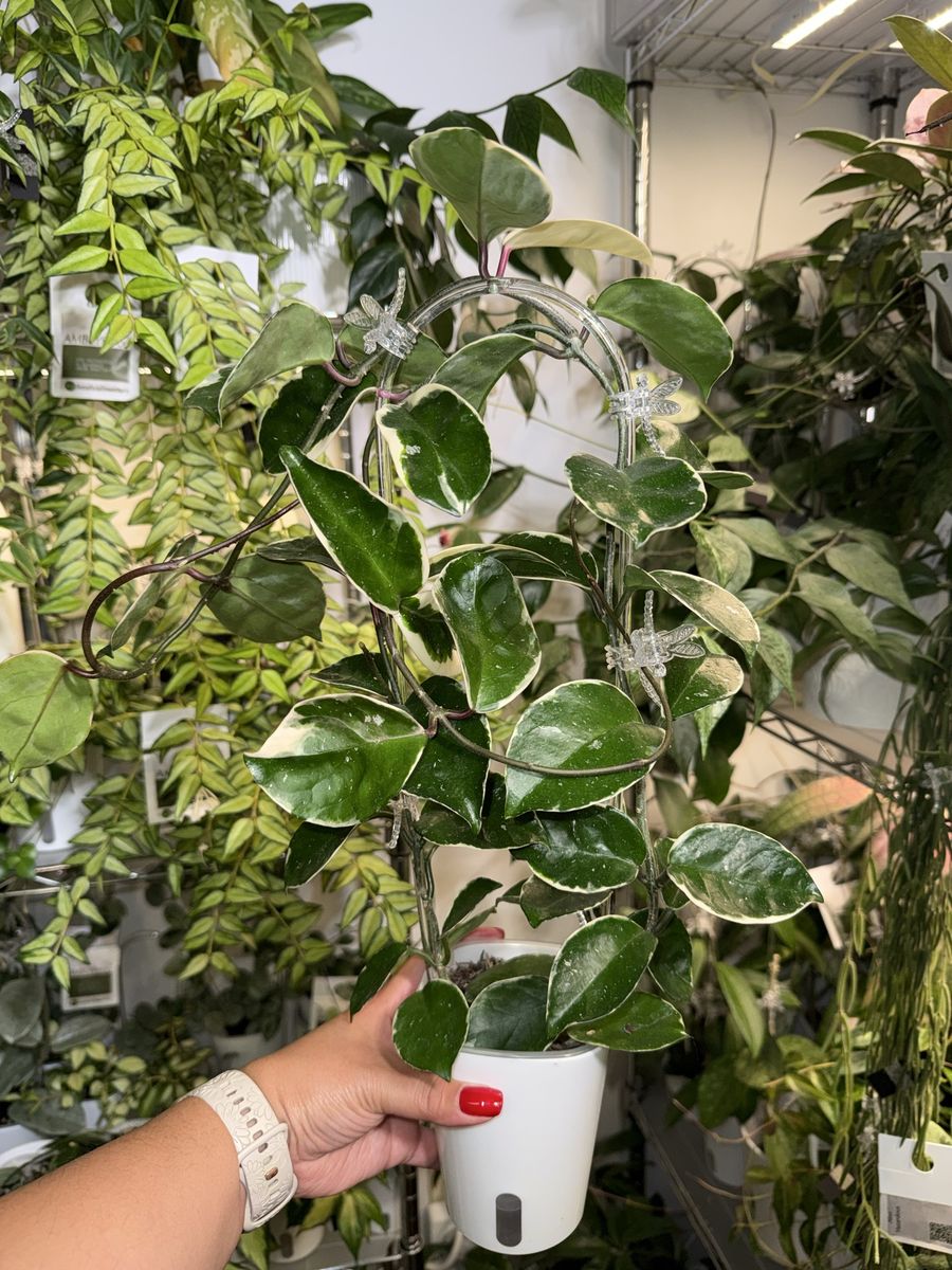 Hoya carnosa (outer variegated) - Plant