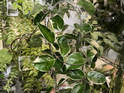 Hoya carnosa (outer variegated) - Plant