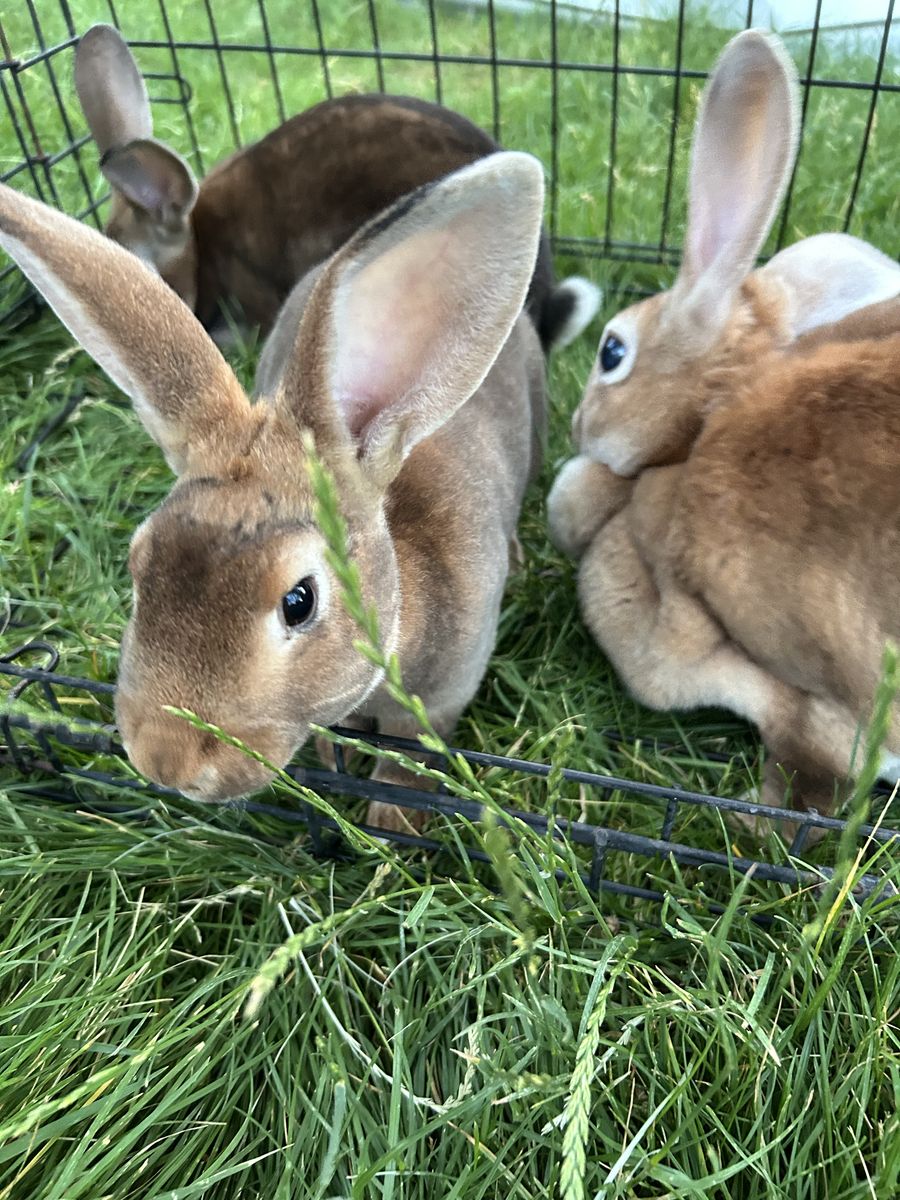 Purebred Rex Rabbits