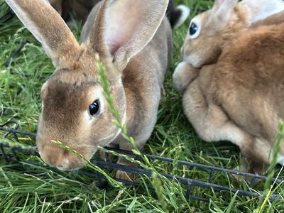 Purebred Rex Rabbits