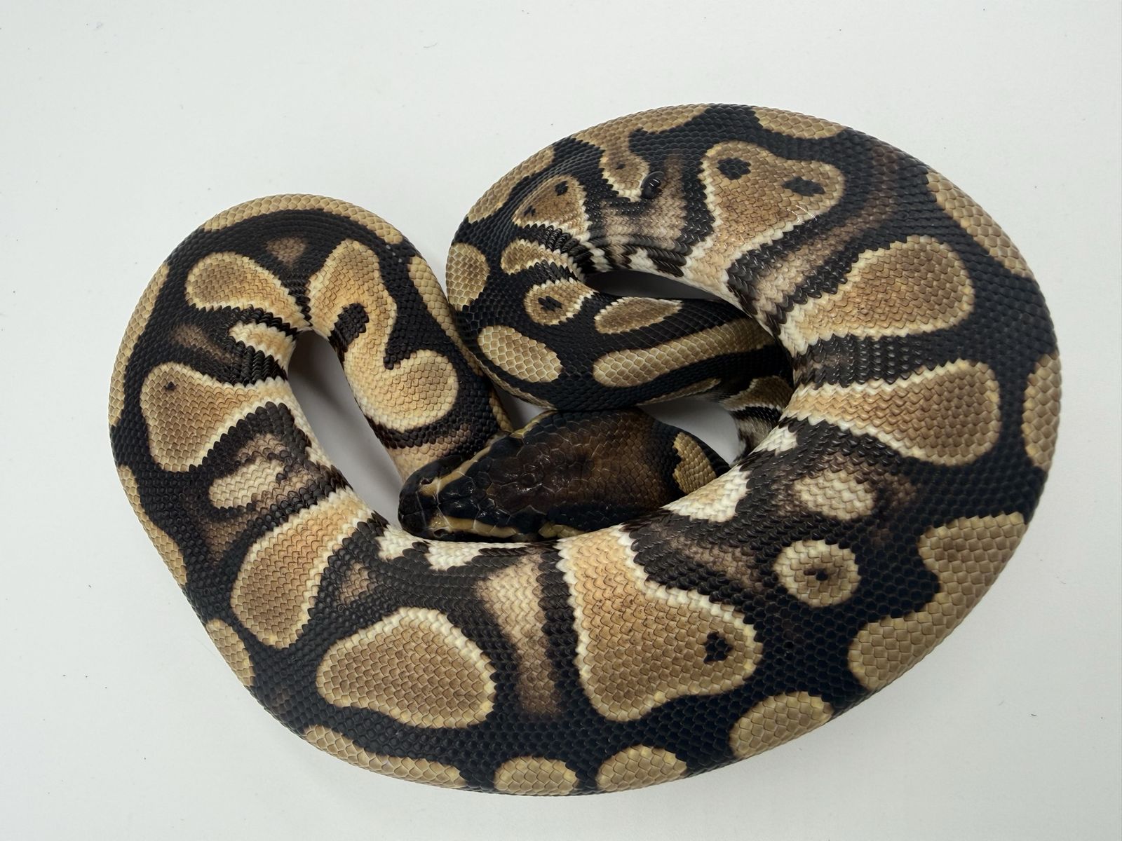 Leopard Orange Dream Het Pied Prob RS