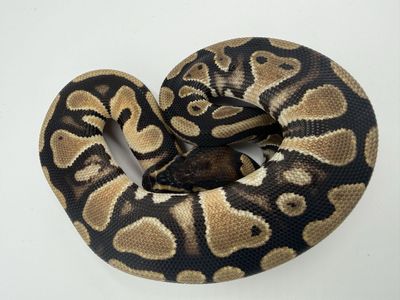 Leopard Orange Dream Het Pied Prob RS