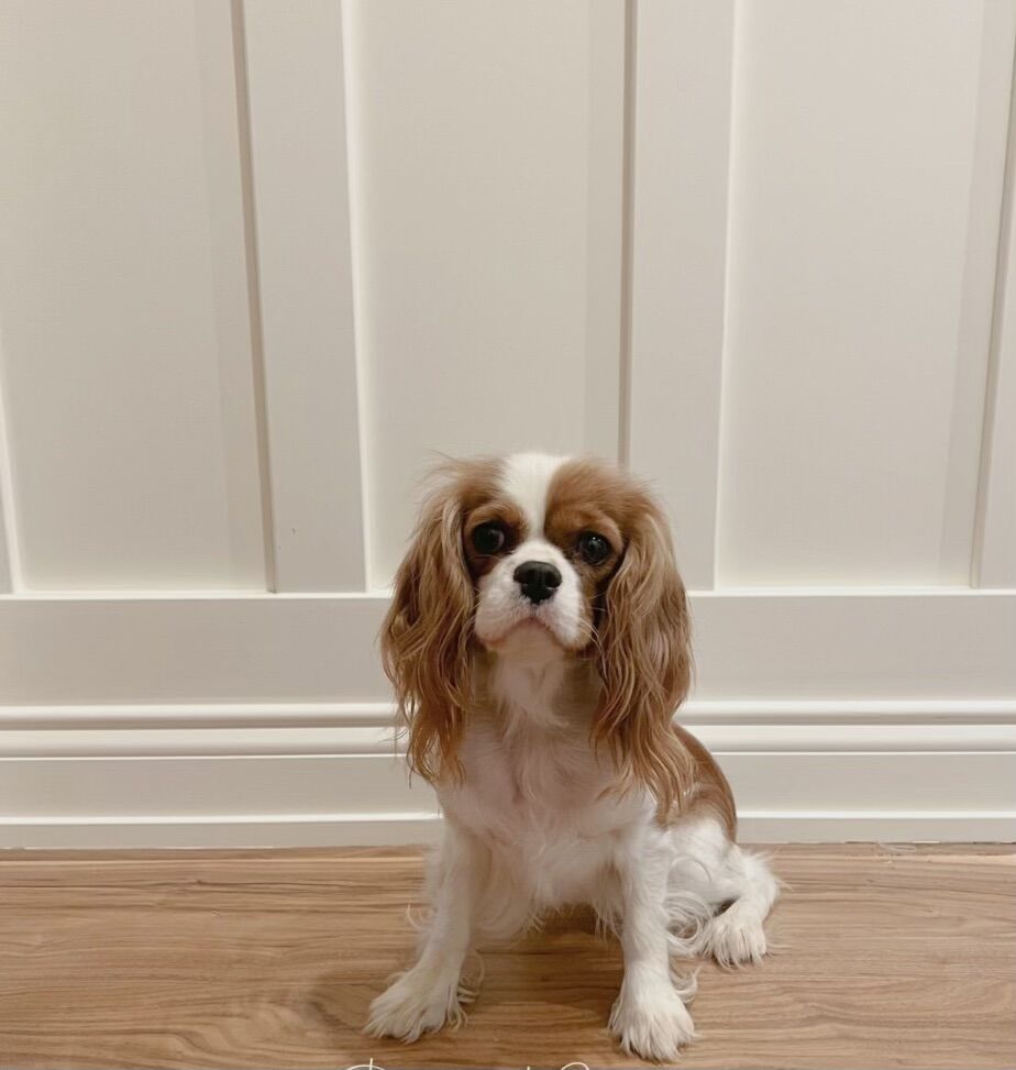 King Charles Cavlier female Iso forever home!
