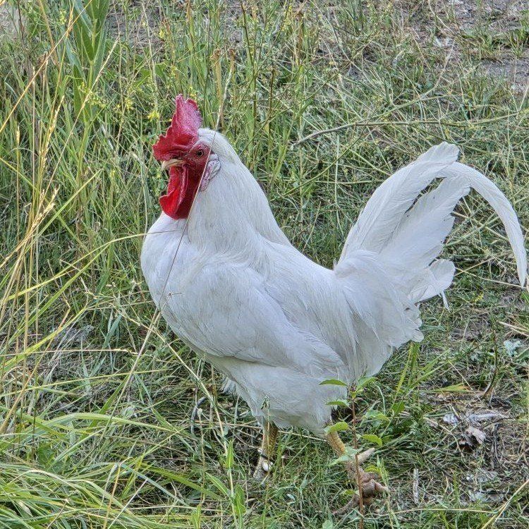 Crested White Legbar Rooster