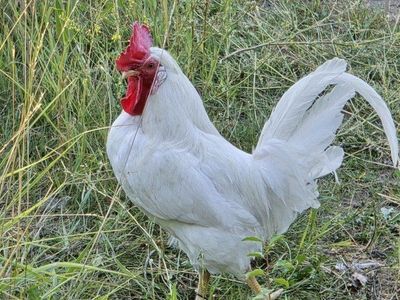 Crested White Legbar Rooster