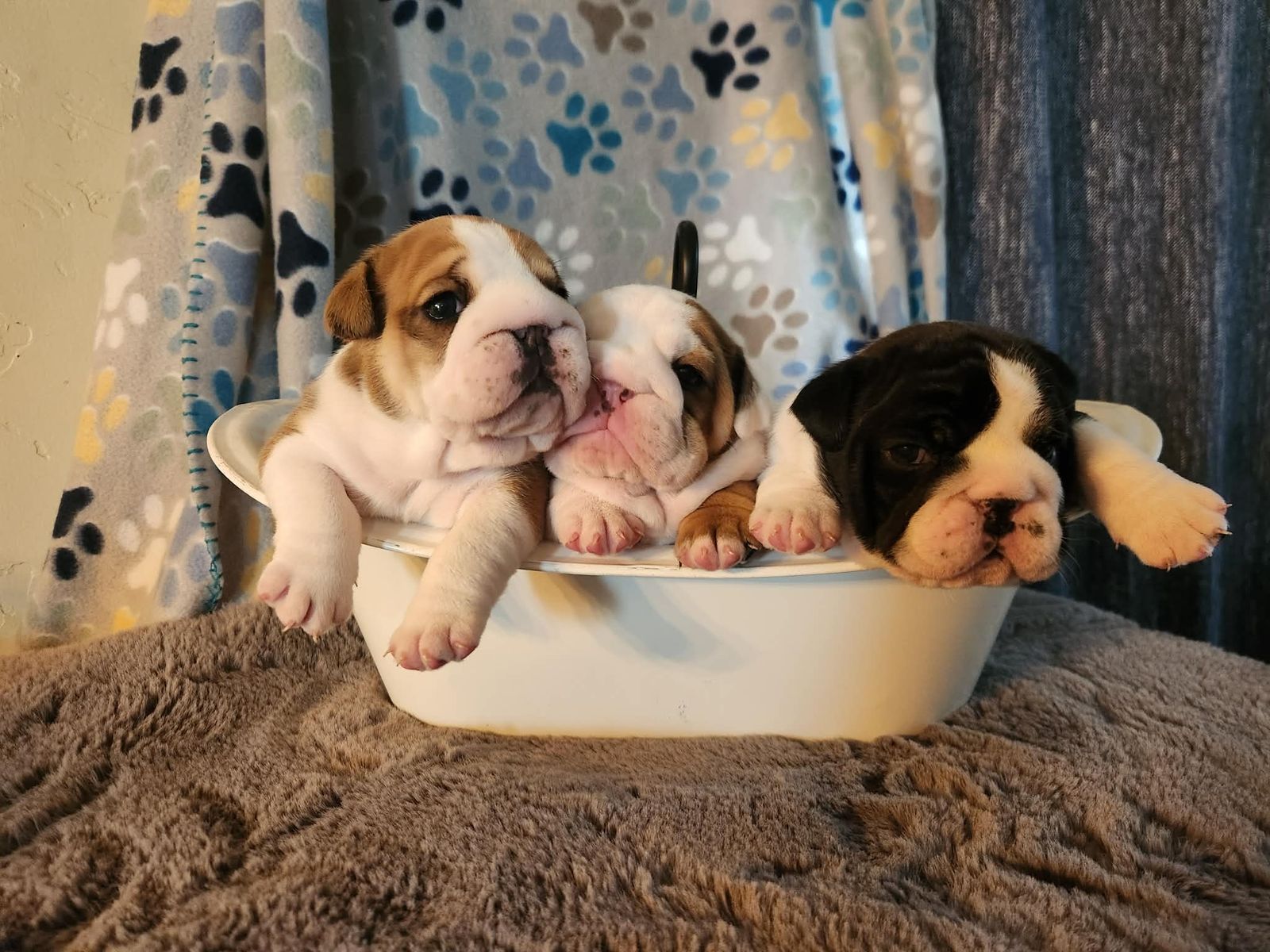 AKC English Bulldogs Puppies