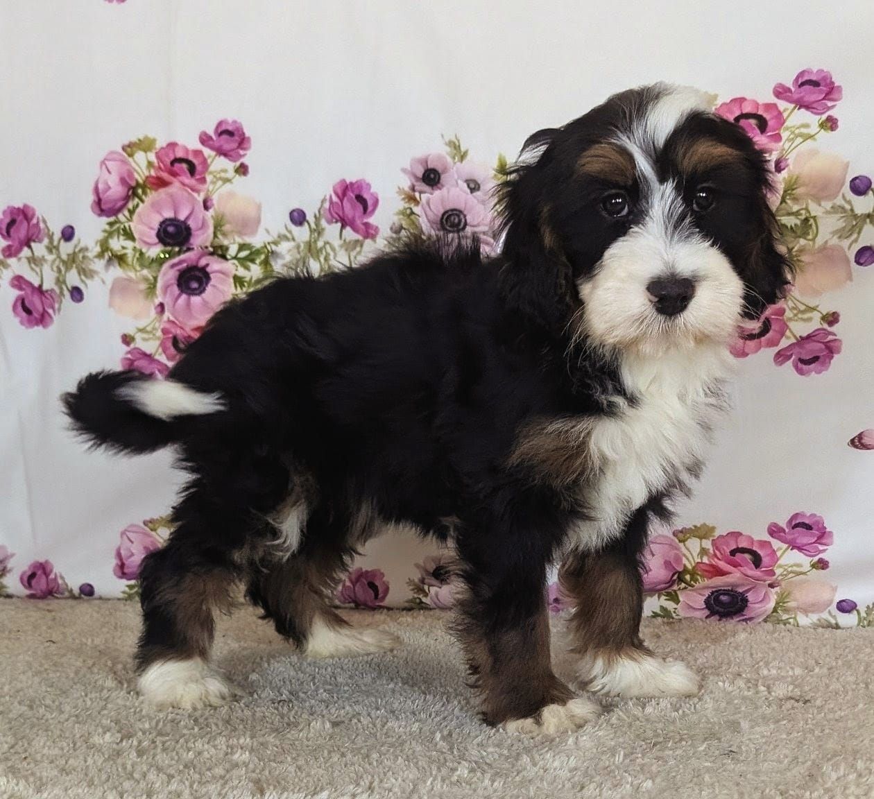 Boy Barkis - Tricolor Mini Bernedoodle $2200