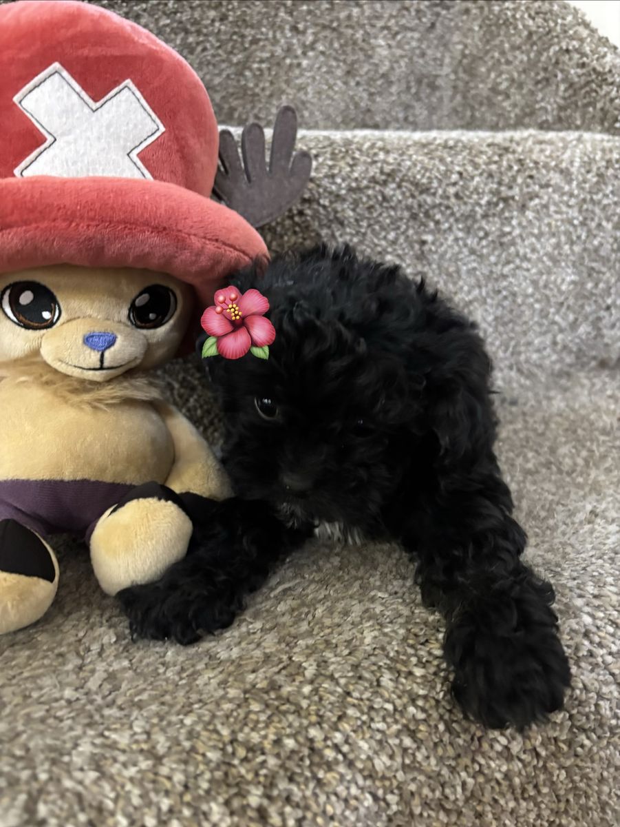 Shih Tzu, mini poodles