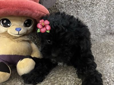 Shih Tzu, mini poodles