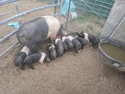 Hampshire Weaners