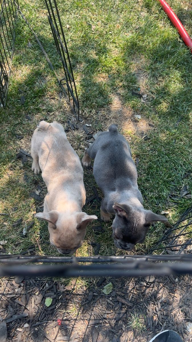 French Bulldog Puppies