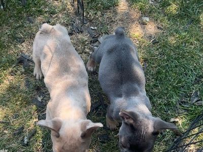 French Bulldog Puppies