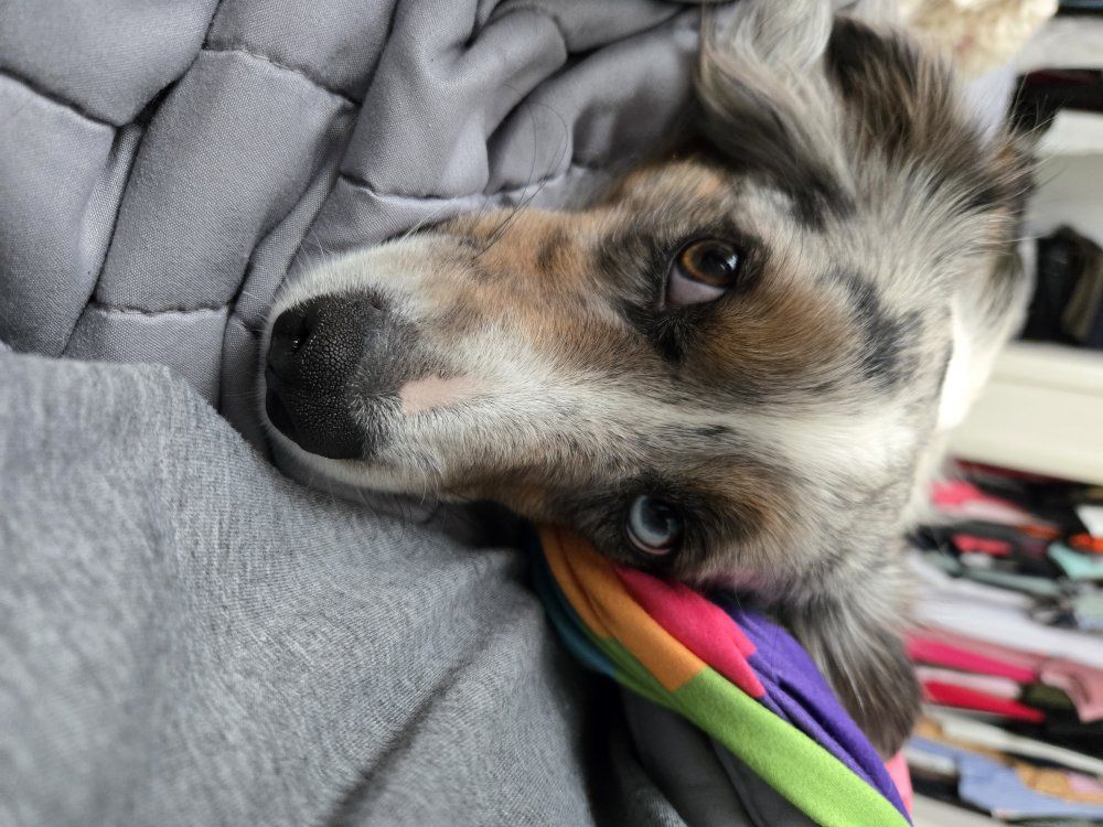 Bandit The Dog - Stud