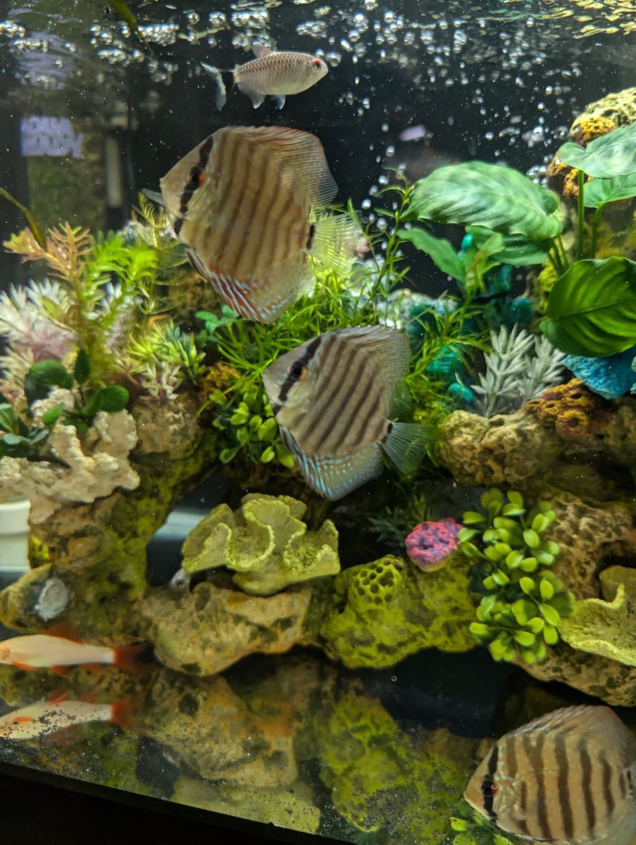 Main image 2