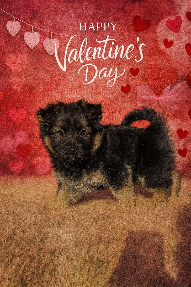 Zeke - Corgi Mix - Available for Adoption