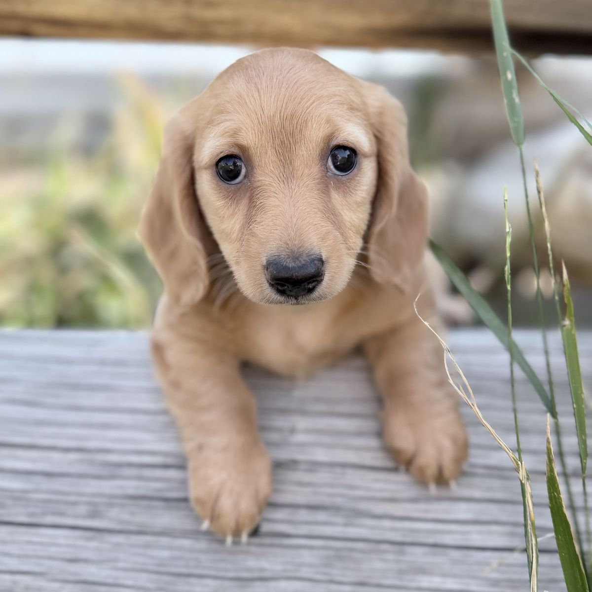 Miniature Dachshund Cream Longhair Females