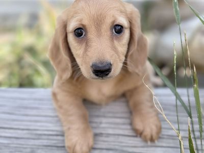 Miniature Dachshund Cream Longhair Females