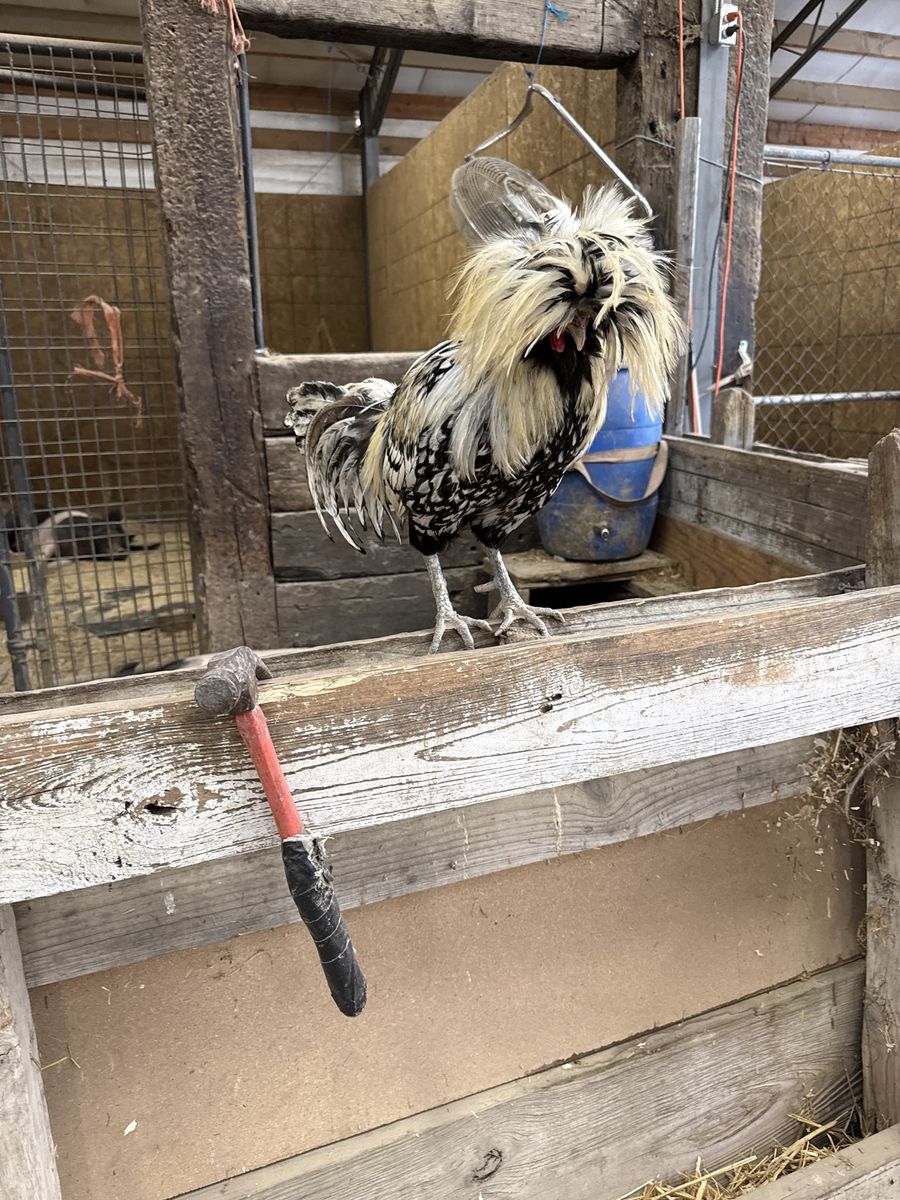 Free polish rooster