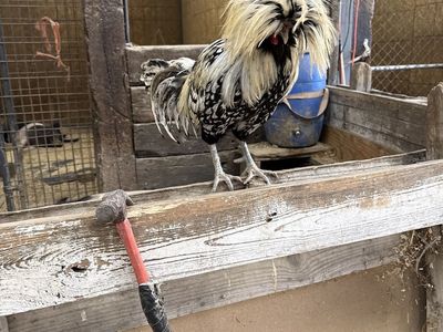 Free polish rooster