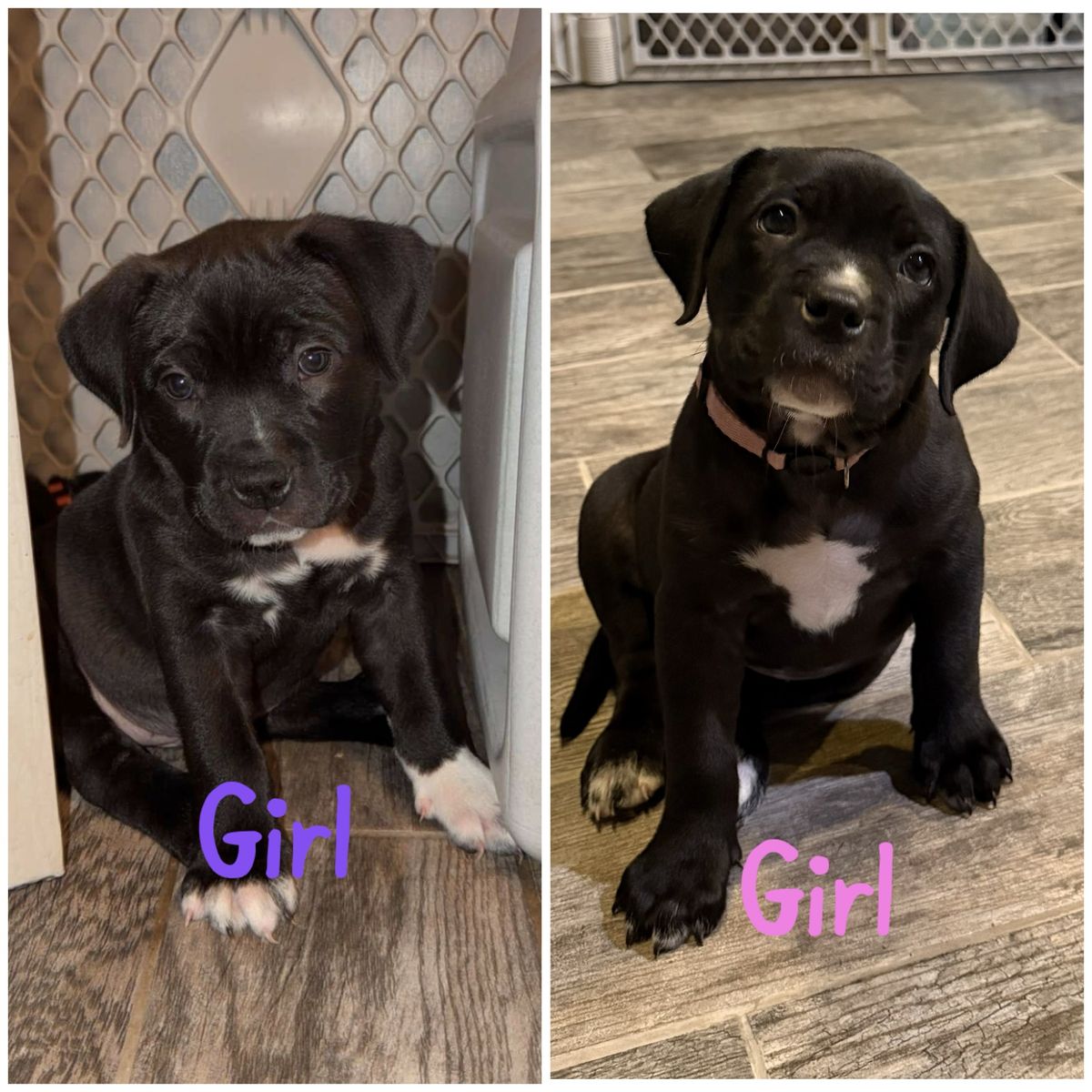 Bully puppies!!!