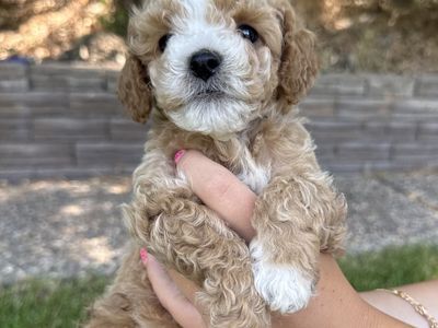 Mini Golden Doodles For Sale