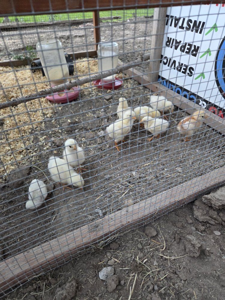 rooster chick's.