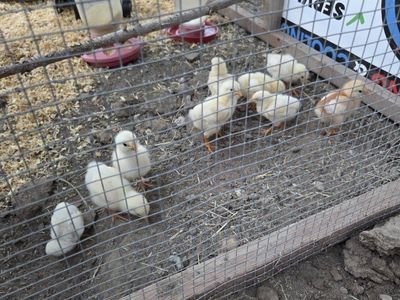 rooster chick's.