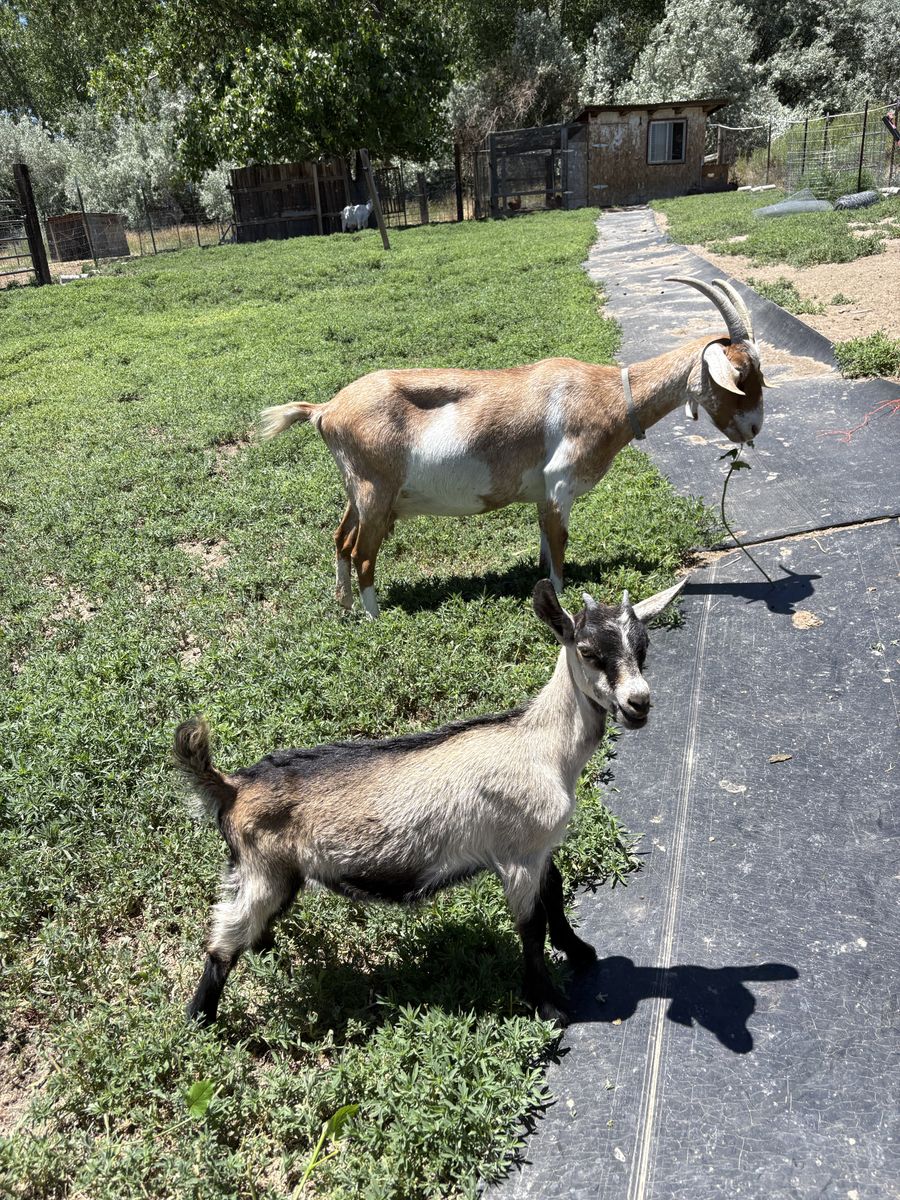 Female Goats
