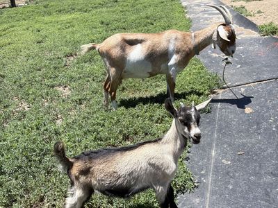 Female Goats