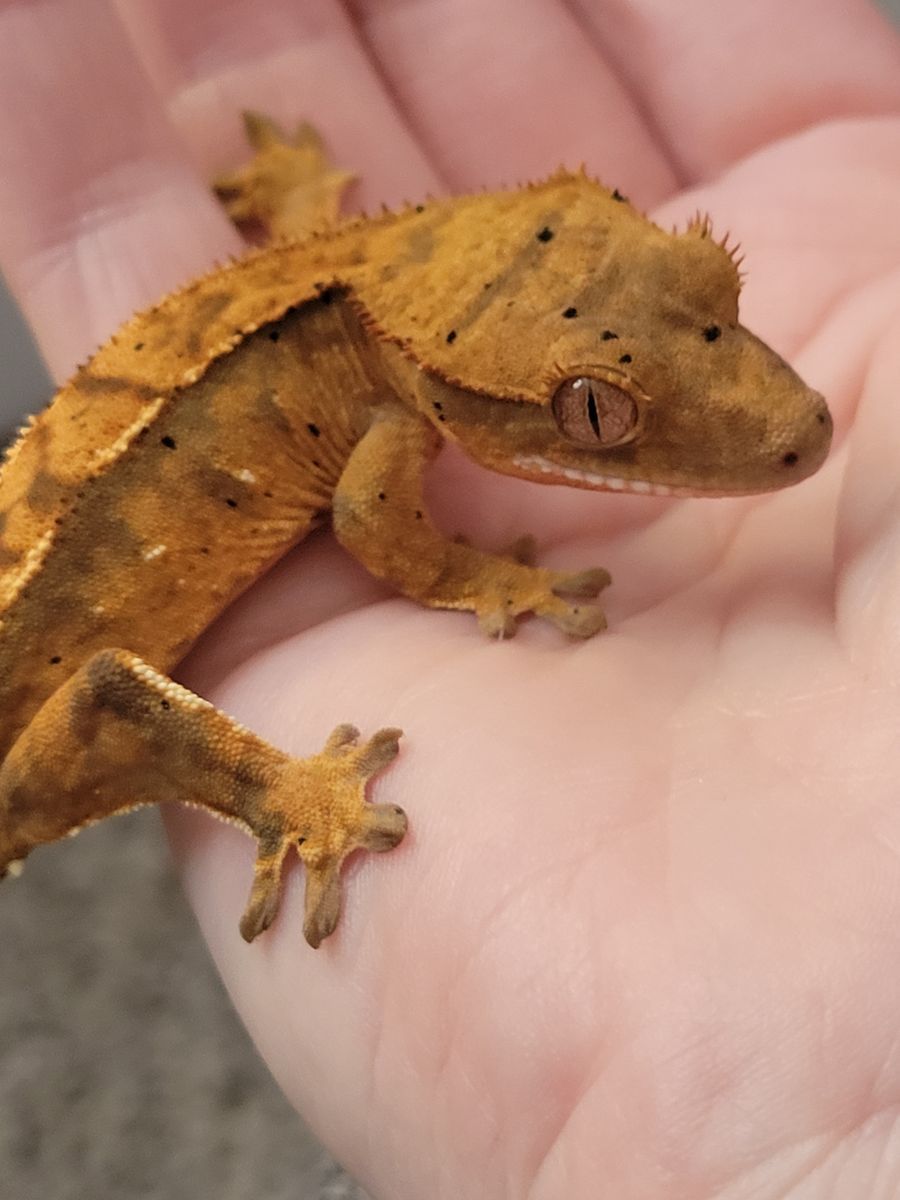 Adorable 3" Baby Flame Dalmation Crested Gecko
