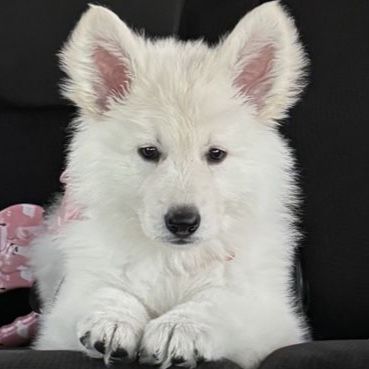 Long haired white Swiss/german shepherd 3.5 months old pure bred