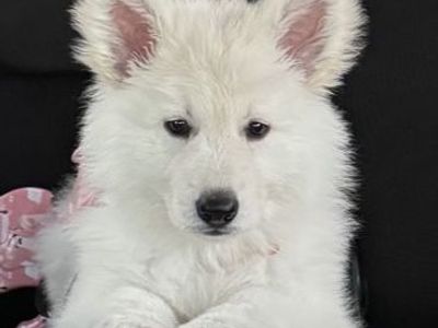Long haired white Swiss/german shepherd 3.5 months old pure bred