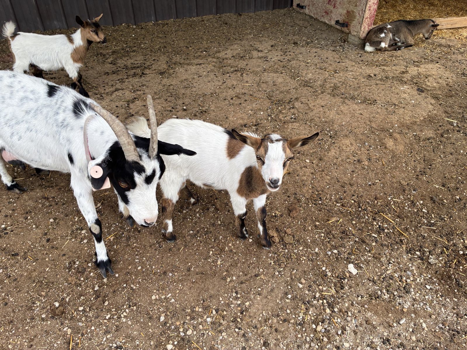 5 Nigerian Goat Kids