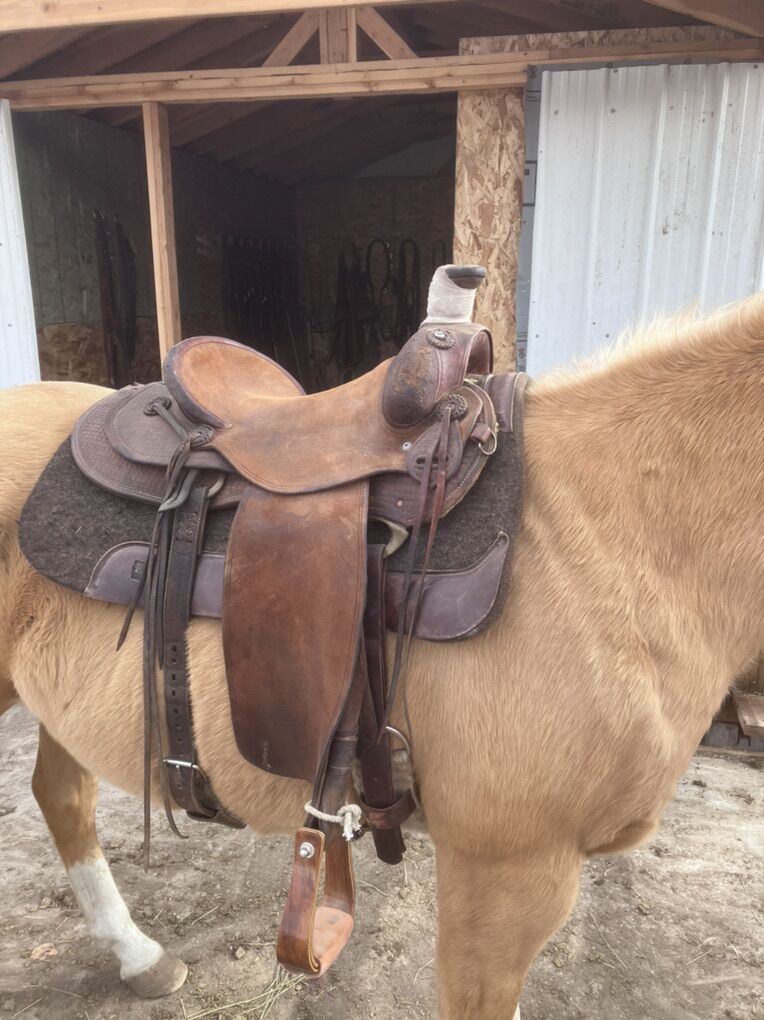 B Young Ranch Saddle 16”