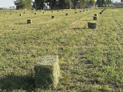 Alfalfa Hay Bales - High Quality Feed for Livestock & Horses, Local Pickup