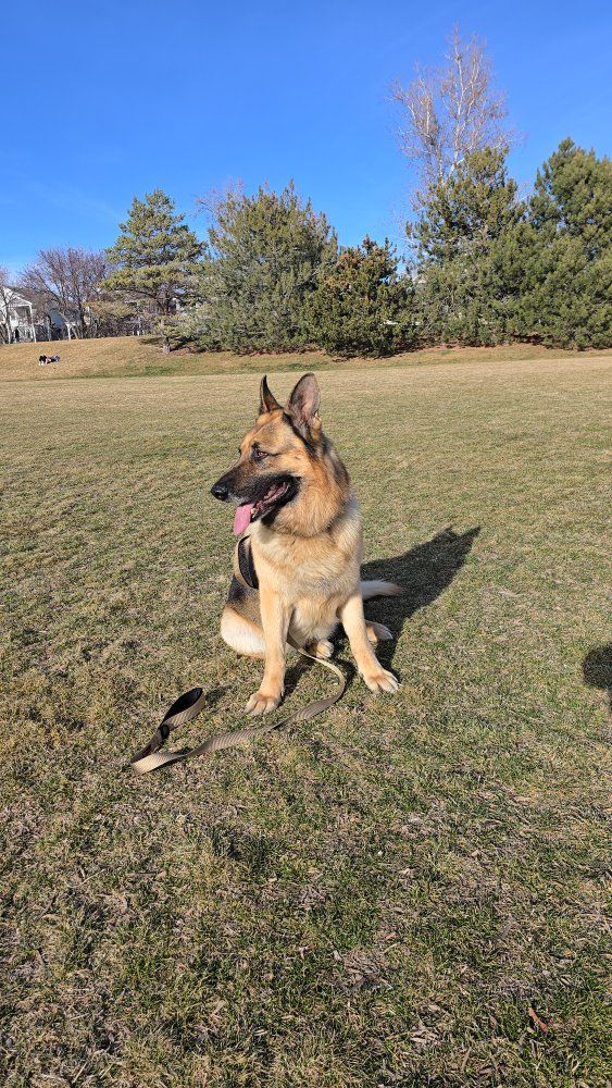 Beautiful German Shepherd with AKC Registration Available for Stud Service