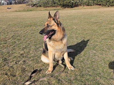 Beautiful German Shepherd with AKC Registration Available for Stud Service