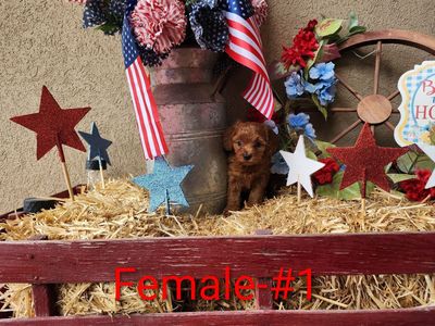 Female Toy Goldendoodle-estimated to be 10 lbs.