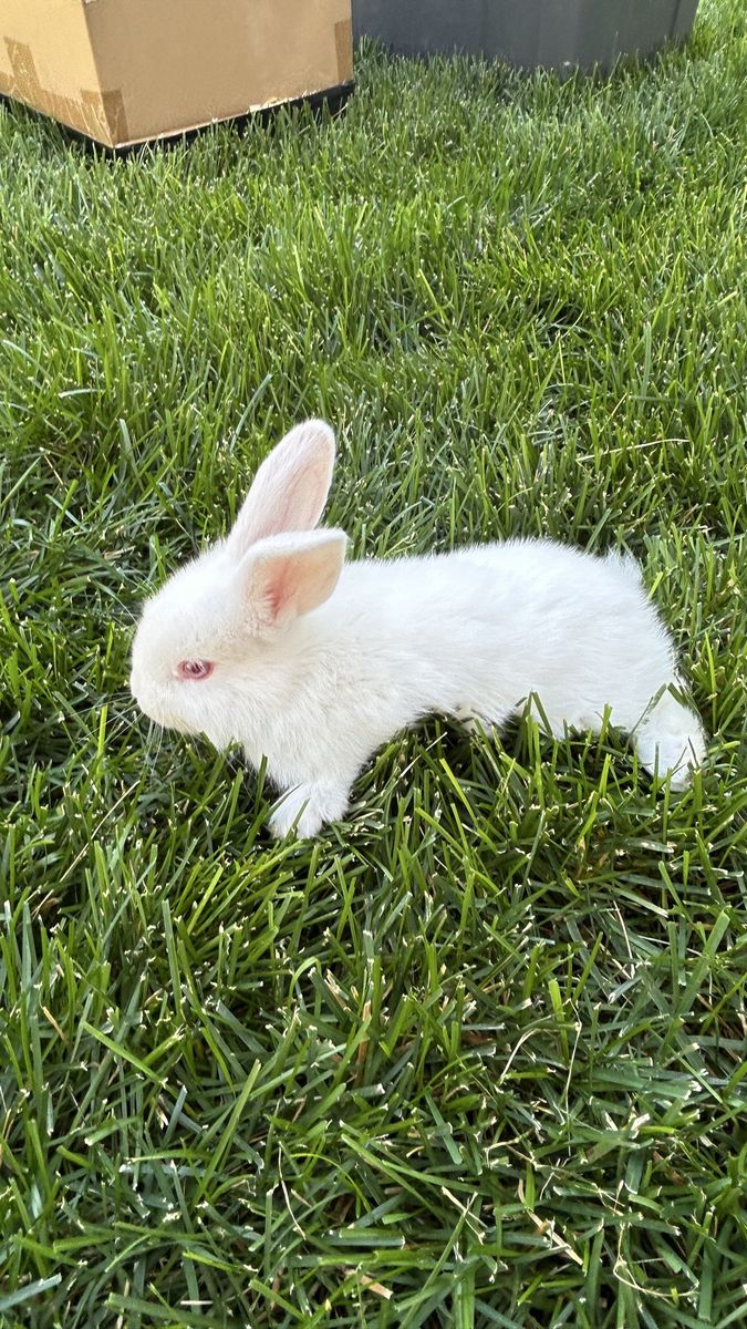 Adorable White Baby Bunny