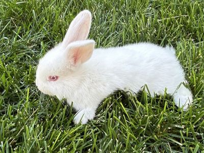 Adorable White Baby Bunny